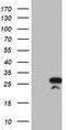 Regulator of G-protein signaling 16 antibody, TA504000S, Origene, Western Blot image 