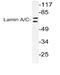 Prelamin-A/C antibody, AP06433PU-N, Origene, Western Blot image 