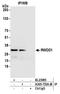 RWD Domain Containing 1 antibody, A305-753A-M, Bethyl Labs, Immunoprecipitation image 