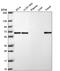 EH Domain Containing 1 antibody, PA5-66950, Invitrogen Antibodies, Western Blot image 