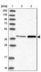Mitochondrial Translational Release Factor 1 Like antibody, PA5-57629, Invitrogen Antibodies, Western Blot image 