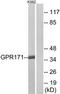 Probable G-protein coupled receptor 171 antibody, TA315401, Origene, Western Blot image 