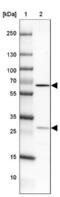 MIS18 Kinetochore Protein A antibody, NBP1-88944, Novus Biologicals, Western Blot image 