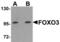 FOXO3A antibody, AHP2245, Bio-Rad (formerly AbD Serotec) , Immunohistochemistry frozen image 