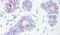 Synaptogyrin-2 antibody, PA5-34230, Invitrogen Antibodies, Immunohistochemistry frozen image 