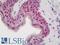 Transcription Elongation Regulator 1 antibody, LS-B11030, Lifespan Biosciences, Immunohistochemistry frozen image 