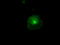 Platelet glycoprotein 4 antibody, TA500935, Origene, Immunofluorescence image 