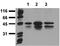 Cyclic AMP-responsive element-binding protein 1 antibody, ADI-905-639-100, Enzo Life Sciences, Western Blot image 
