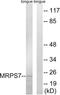 Mitochondrial Ribosomal Protein S7 antibody, LS-C119615, Lifespan Biosciences, Western Blot image 