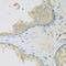 Lethal(2) giant larvae protein homolog 2 antibody, 23-488, ProSci, Immunohistochemistry paraffin image 
