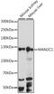 Alpha-mannosidase 2C1 antibody, A15688, ABclonal Technology, Western Blot image 