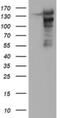 ATP/GTP Binding Protein 1 antibody, NBP2-46502, Novus Biologicals, Western Blot image 