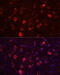 Glutamate Ionotropic Receptor AMPA Type Subunit 1 antibody, 18-331, ProSci, Immunofluorescence image 