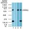 UV Radiation Resistance Associated antibody, TA336981, Origene, Western Blot image 