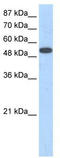 Zinc Finger Protein 416 antibody, TA339500, Origene, Western Blot image 