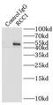 Regulator Of Chromosome Condensation 1 antibody, FNab07208, FineTest, Immunoprecipitation image 