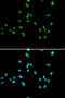 Baculoviral IAP Repeat Containing 7 antibody, orb178571, Biorbyt, Immunocytochemistry image 