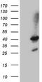 SHANK Associated RH Domain Interactor antibody, TA811607, Origene, Western Blot image 