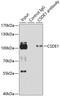 Cold Shock Domain Containing E1 antibody, GTX64731, GeneTex, Immunoprecipitation image 