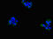 Solute Carrier Family 4 Member 7 antibody, LS-C676518, Lifespan Biosciences, Immunofluorescence image 
