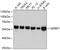 SERPINE1 MRNA Binding Protein 1 antibody, 13-859, ProSci, Western Blot image 