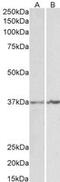 Annexin A1 antibody, MBS422080, MyBioSource, Western Blot image 