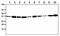 VTA1 antibody, GTX57656, GeneTex, Western Blot image 