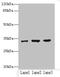 NSF Attachment Protein Alpha antibody, A59986-100, Epigentek, Western Blot image 