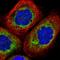 Leucine Rich Repeat Containing 59 antibody, HPA030829, Atlas Antibodies, Immunocytochemistry image 