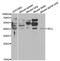 Selectin L antibody, LS-C331600, Lifespan Biosciences, Western Blot image 