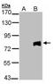 Midline 2 antibody, PA5-28457, Invitrogen Antibodies, Western Blot image 
