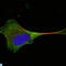 Protein Wnt-10b antibody, LS-C812799, Lifespan Biosciences, Immunofluorescence image 