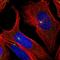 CGAS antibody, HPA031702, Atlas Antibodies, Immunofluorescence image 