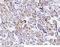 Pleckstrin antibody, 14401-T26, Sino Biological, Immunohistochemistry paraffin image 