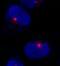 Centrosomal protein of 290 kDa antibody, A301-659A, Bethyl Labs, Immunofluorescence image 