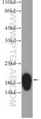 Dermatopontin antibody, 10537-1-AP, Proteintech Group, Western Blot image 
