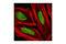 Protein Inhibitor Of Activated STAT 1 antibody, 3550P, Cell Signaling Technology, Immunofluorescence image 