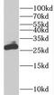 PDGFA Associated Protein 1 antibody, FNab06236, FineTest, Western Blot image 