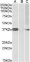 Myogenic Factor 6 antibody, NBP1-52030, Novus Biologicals, Western Blot image 