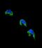 Cytochrome P450 1A2 antibody, abx026207, Abbexa, Immunofluorescence image 