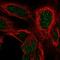 Homeobox D4 antibody, HPA054383, Atlas Antibodies, Immunocytochemistry image 