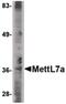 Methyltransferase Like 7A antibody, PA5-20635, Invitrogen Antibodies, Western Blot image 