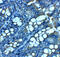 Jagunal Homolog 1 antibody, 8367, ProSci, Immunohistochemistry frozen image 