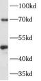 CgA antibody, FNab01686, FineTest, Western Blot image 