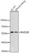 RAD23 Homolog B, Nucleotide Excision Repair Protein antibody, 22-506, ProSci, Western Blot image 