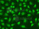 DNA Ligase 3 antibody, A1887, ABclonal Technology, Immunofluorescence image 