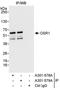 Oxidative Stress Responsive Kinase 1 antibody, A301-578A, Bethyl Labs, Immunoprecipitation image 