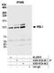 RB Transcriptional Corepressor Like 1 antibody, A305-672A-M, Bethyl Labs, Immunoprecipitation image 