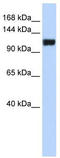 Family With Sequence Similarity 120A antibody, TA334555, Origene, Western Blot image 
