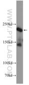 NRSF antibody, 22242-1-AP, Proteintech Group, Western Blot image 